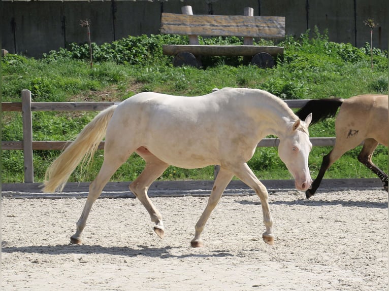 Poni alemán Yegua 3 años 149 cm Cremello in Dresden