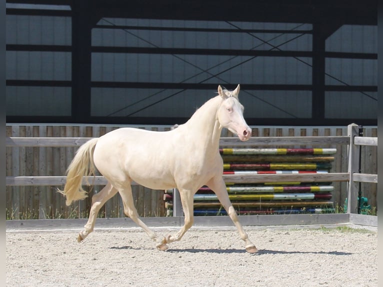 Poni alemán Yegua 3 años 149 cm Cremello in Dresden