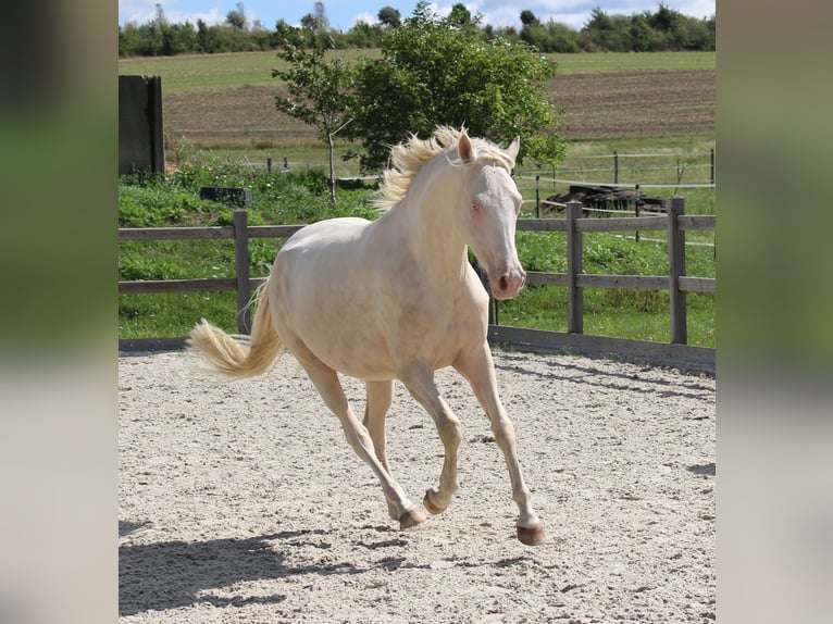 Poni alemán Yegua 3 años 149 cm Cremello in Dresden