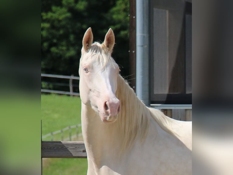 Poni alemán Yegua 3 años 149 cm Cremello in Dresden