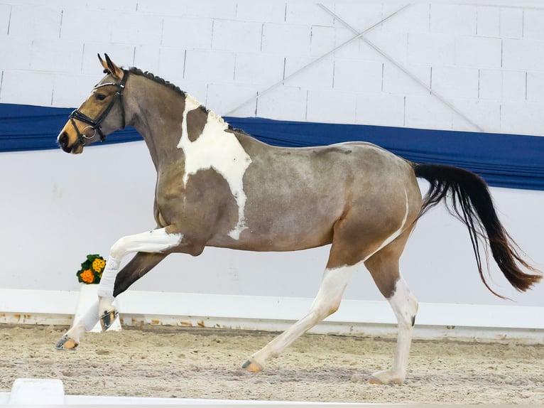 Poni alemán Yegua 3 años 149 cm Pío in Marsberg