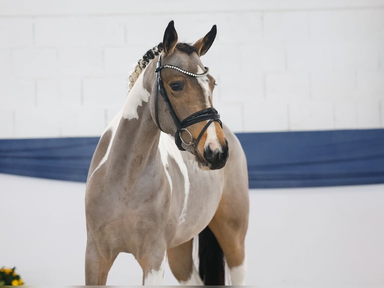 Poni alemán Yegua 3 años 149 cm Pío in Marsberg