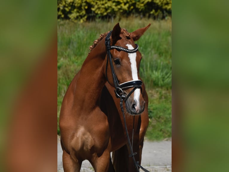 Poni alemán Yegua 3 años 150 cm Alazán in Fürstenau