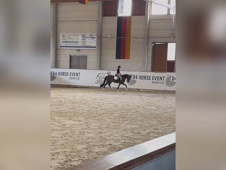 Poni alemán Yegua 3 años 150 cm Castaño in Wegeleben