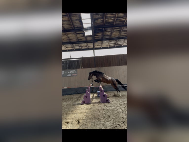 Poni alemán Yegua 3 años 150 cm Castaño in Wegeleben