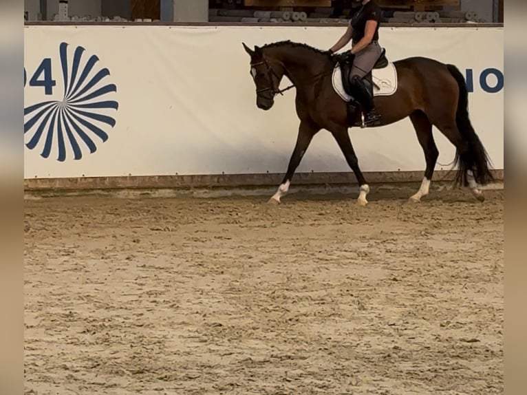 Poni alemán Yegua 3 años 150 cm Castaño in Wegeleben