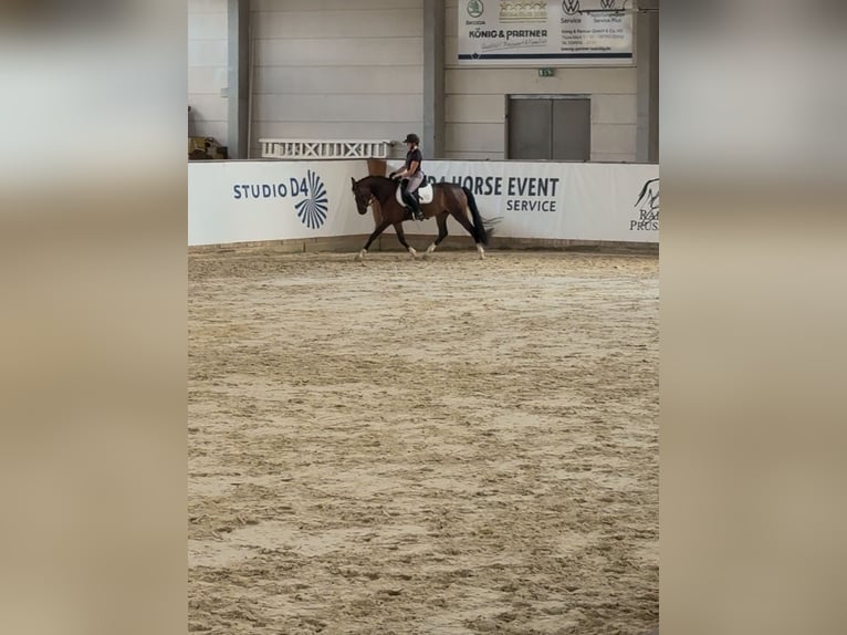 Poni alemán Yegua 3 años 150 cm Castaño in Wegeleben