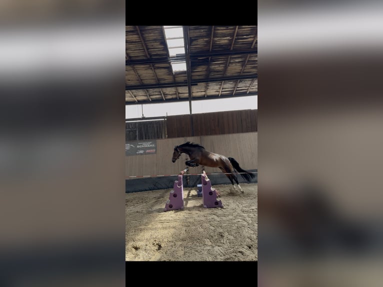 Poni alemán Yegua 3 años 150 cm Castaño in Wegeleben