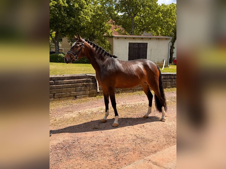 Poni alemán Yegua 3 años 150 cm Castaño in Wegeleben