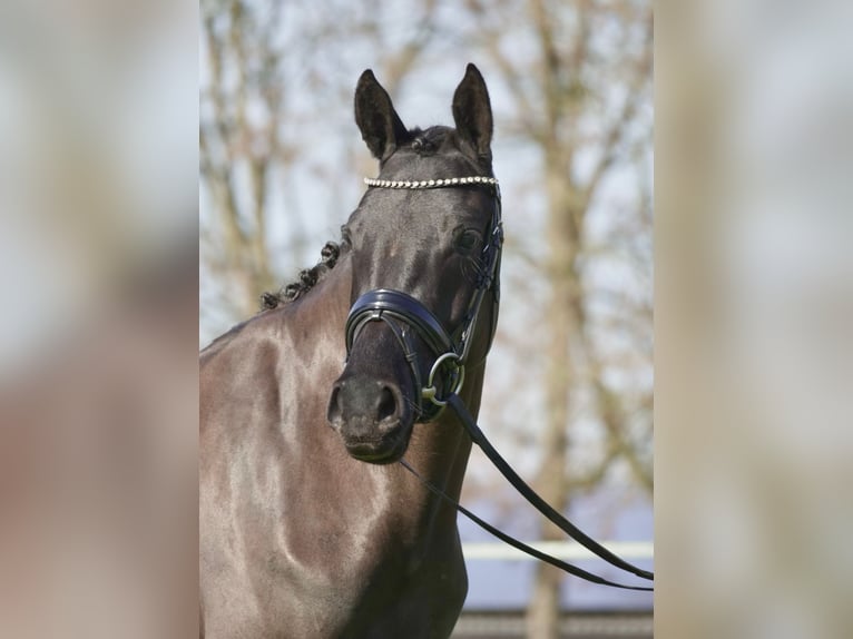 Poni alemán Yegua 3 años 152 cm Negro in Dorsten