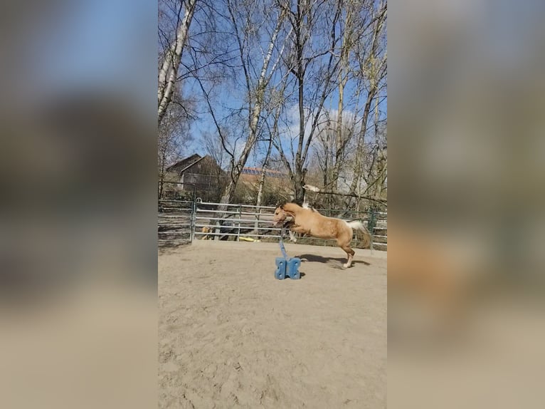 Poni alemán Mestizo Yegua 3 años 153 cm Bayo in M&#xFC;nchberg