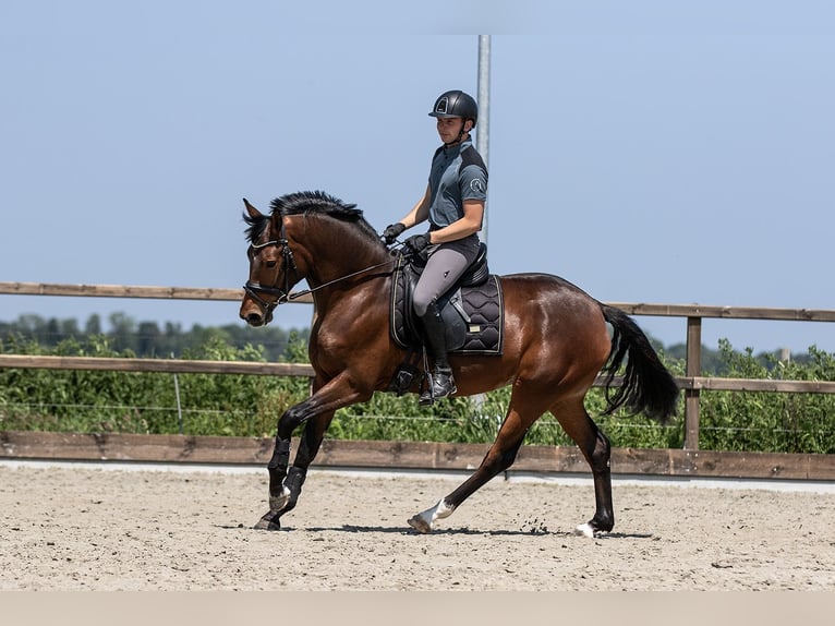 Poni alemán Yegua 3 años 153 cm Castaño in Blesdijke
