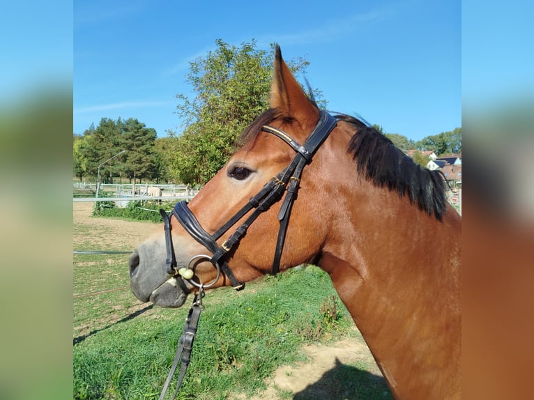 Poni alemán Yegua 3 años 155 cm Castaño in Markgröningen