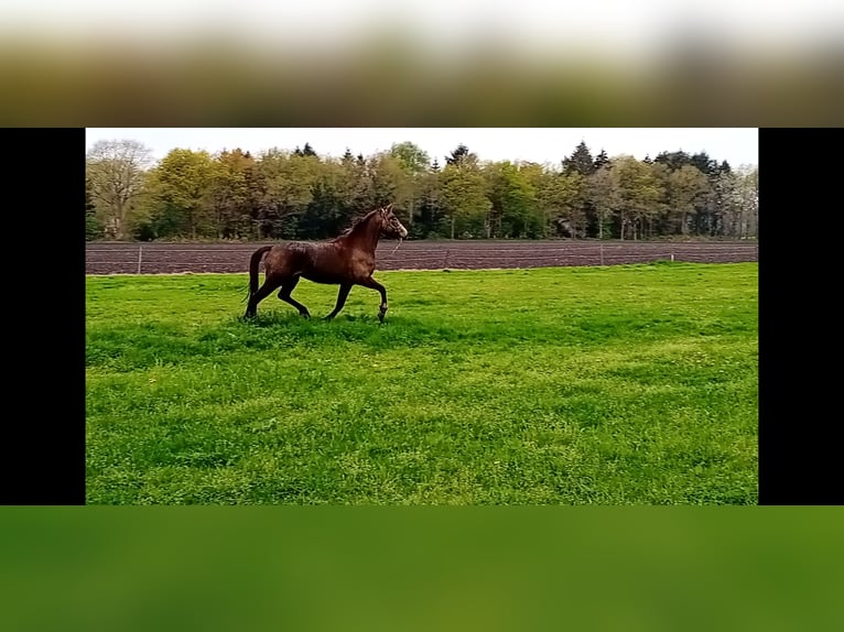 Poni alemán Yegua 3 años 156 cm Buckskin/Bayo in Assen