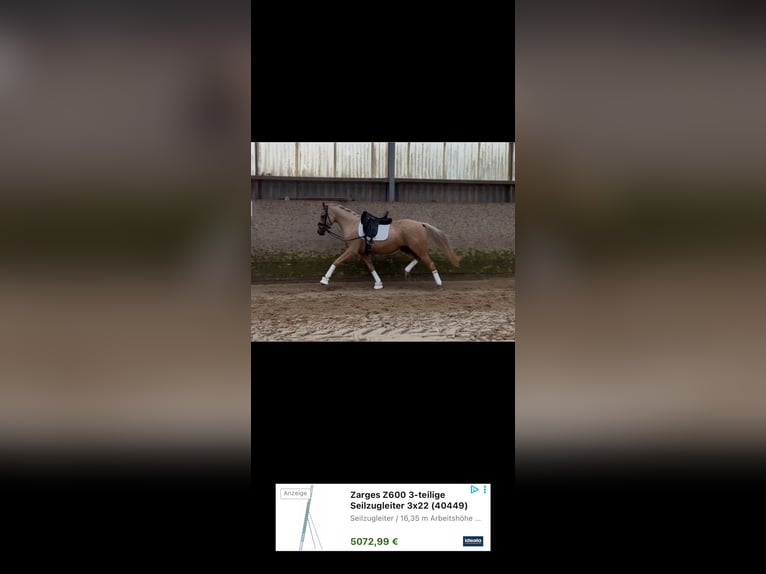 Poni alemán Yegua 3 años 156 cm Palomino in Deinste