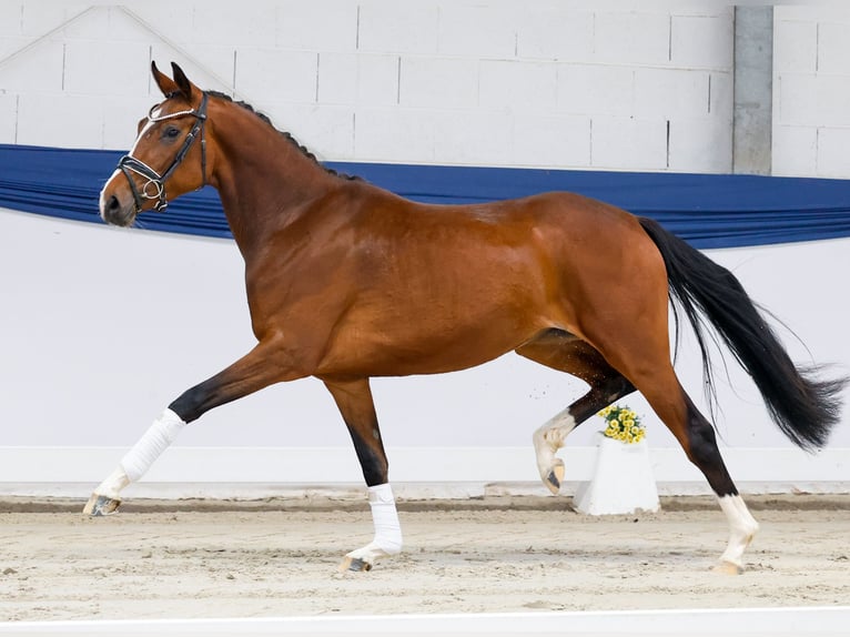 Poni alemán Yegua 3 años 157 cm Castaño in Marsberg