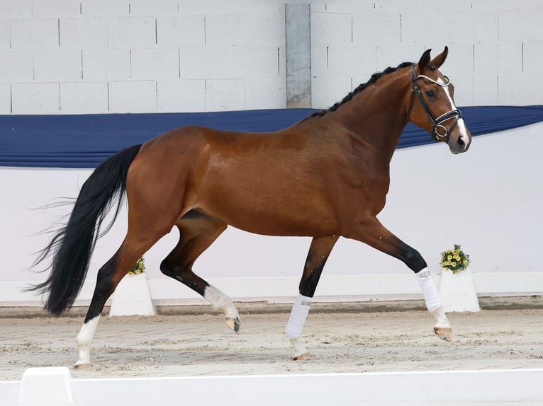 Poni alemán Yegua 3 años 157 cm Castaño in Marsberg