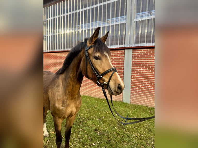 Poni alemán Yegua 3 años Bayo in Warendorf