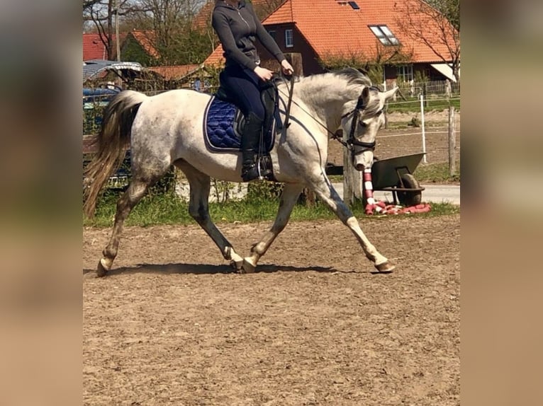 Poni alemán Yegua 3 años in Adelheidsdorf