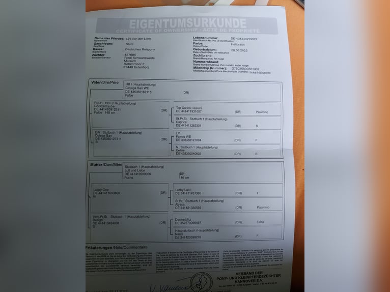 Poni alemán Yegua 3 años in Ritterhude
