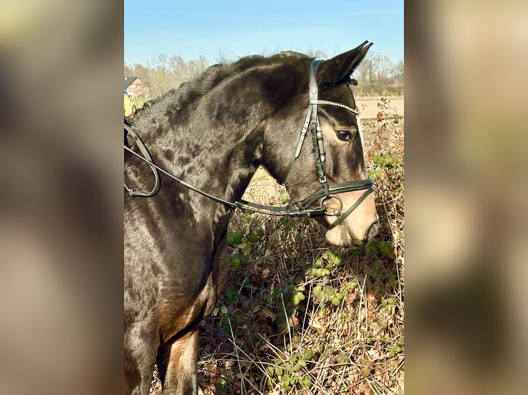 Poni alemán Yegua 3 años Castaño oscuro in Billerbeck