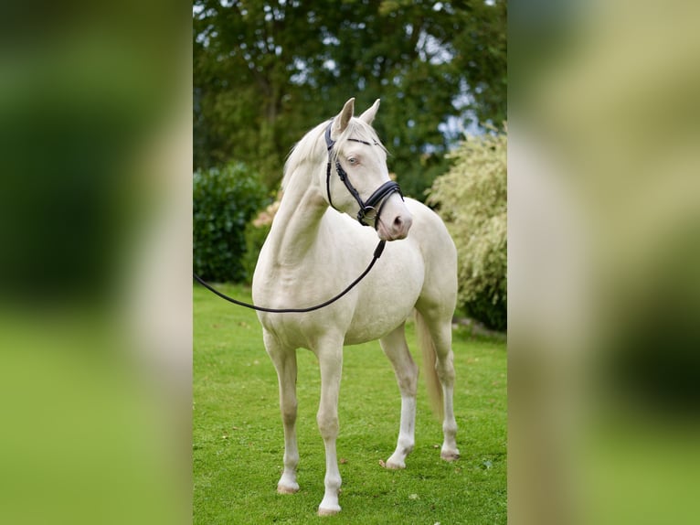 Poni alemán Yegua 3 años Cremello in D&#xF6;rpum