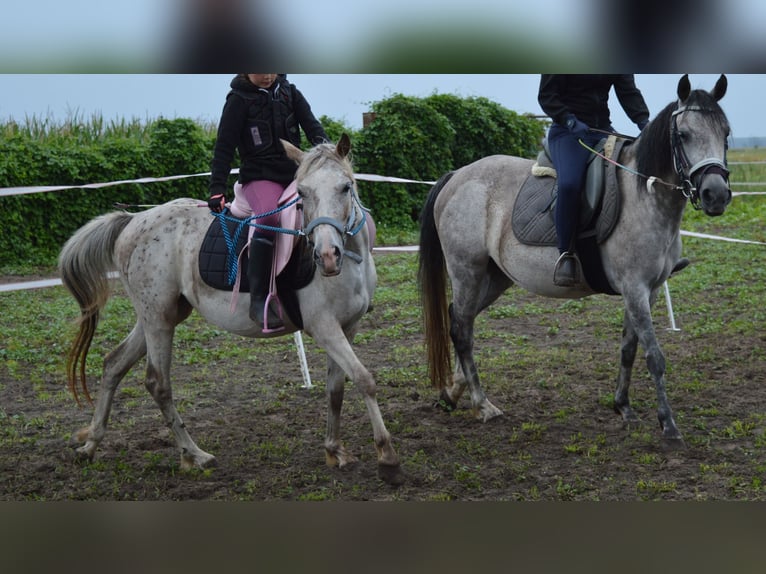 Poni alemán Mestizo Yegua 4 años 135 cm Atigrado/Moteado in genthin