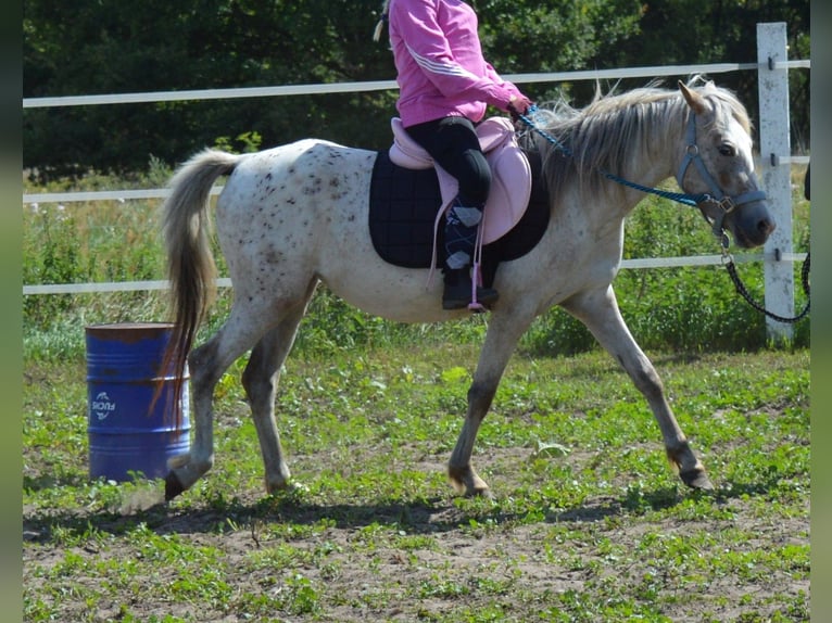 Poni alemán Mestizo Yegua 4 años 135 cm Atigrado/Moteado in genthin