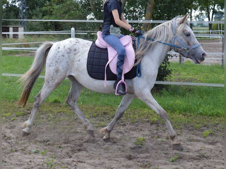 Poni alemán Mestizo Yegua 4 años 135 cm Atigrado/Moteado in genthin