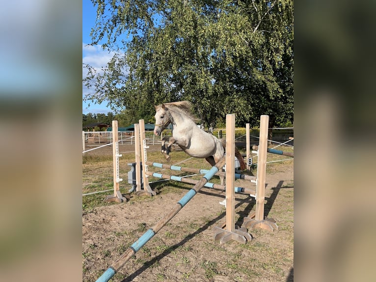 Poni alemán Mestizo Yegua 4 años 135 cm Atigrado/Moteado in genthin