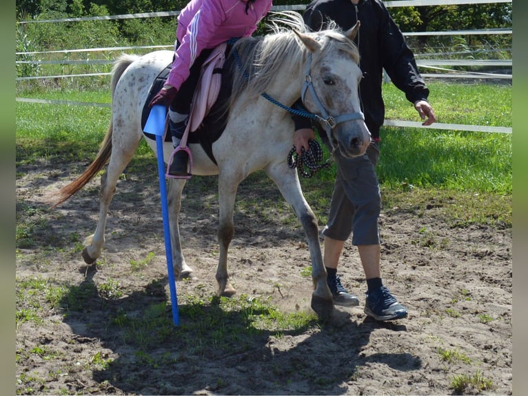 Poni alemán Mestizo Yegua 4 años 135 cm Atigrado/Moteado in genthin