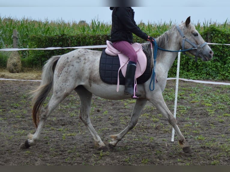 Poni alemán Mestizo Yegua 4 años 135 cm Atigrado/Moteado in genthin