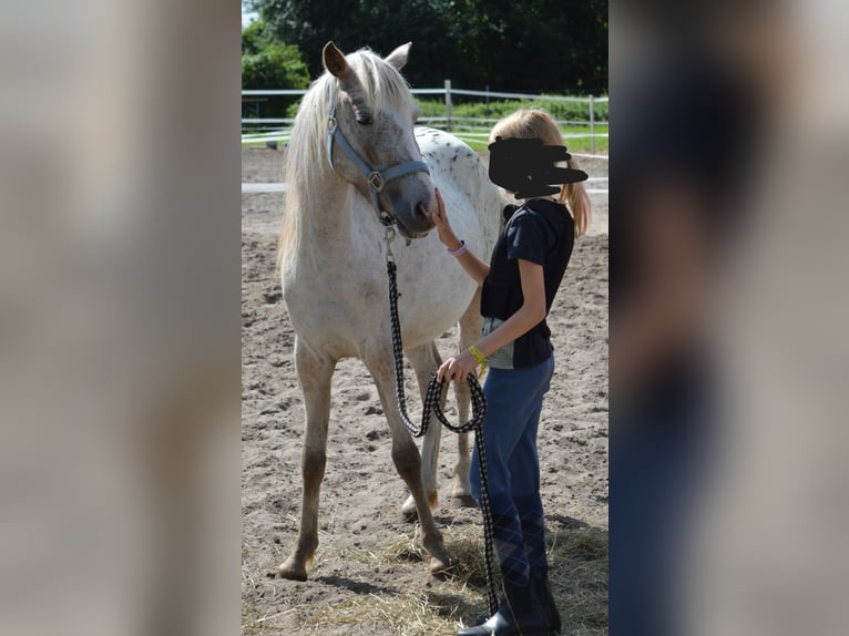 Poni alemán Mestizo Yegua 4 años 135 cm Atigrado/Moteado in genthin