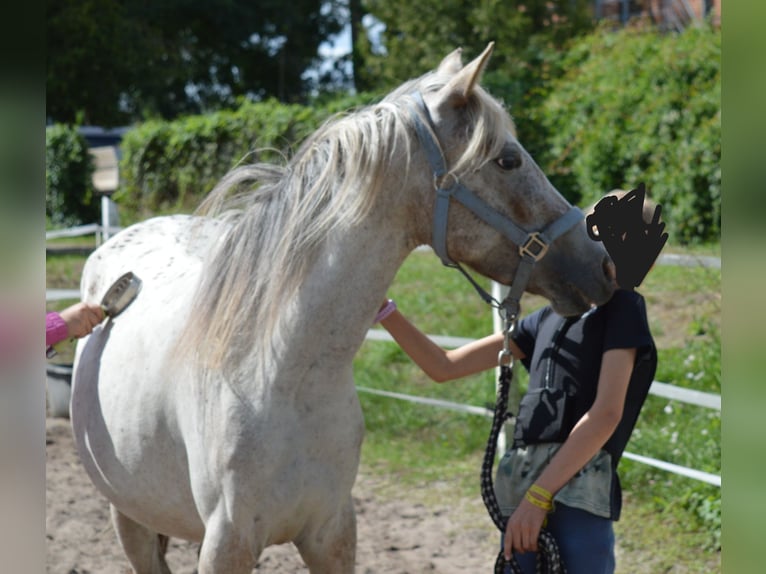 Poni alemán Mestizo Yegua 4 años 135 cm Atigrado/Moteado in genthin