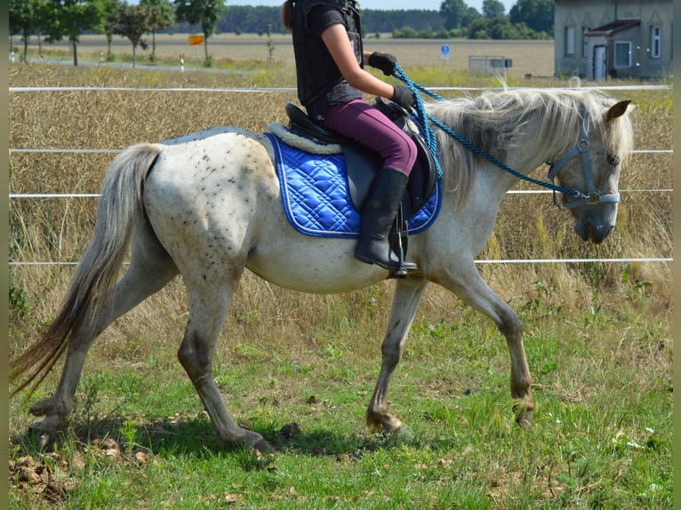 Poni alemán Mestizo Yegua 4 años 135 cm Atigrado/Moteado in genthin