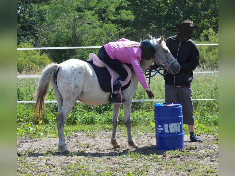 Poni alemán Mestizo Yegua 4 años 135 cm Atigrado/Moteado in genthin