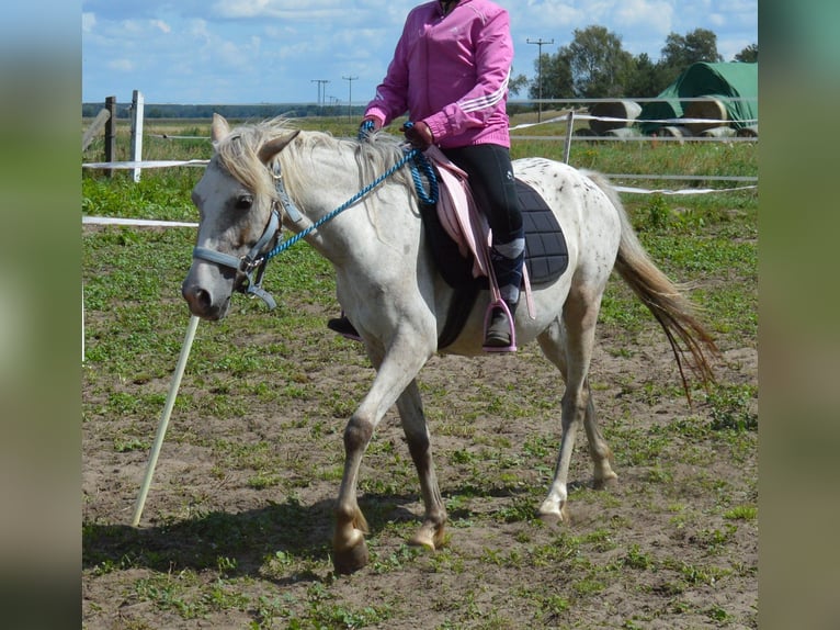 Poni alemán Mestizo Yegua 4 años 135 cm Atigrado/Moteado in genthin