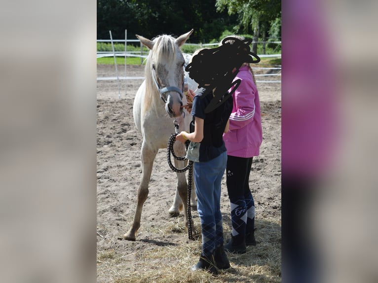 Poni alemán Mestizo Yegua 4 años 135 cm Atigrado/Moteado in genthin