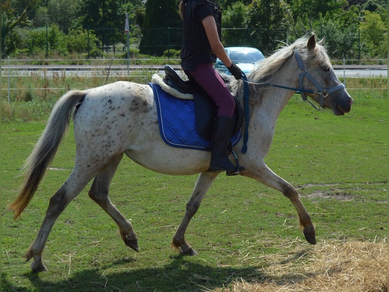 Poni alemán Mestizo Yegua 4 años 135 cm Atigrado/Moteado in genthin