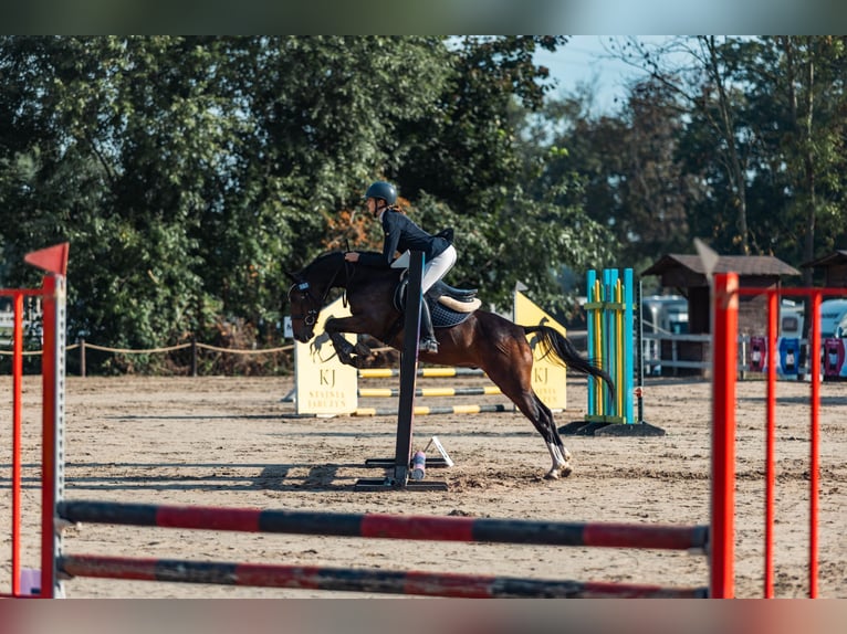 Poni alemán Yegua 4 años 137 cm Castaño rojizo in fabianki