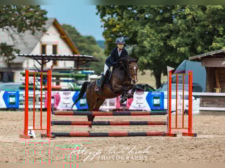 Poni alemán Yegua 4 años 137 cm Castaño rojizo in fabianki