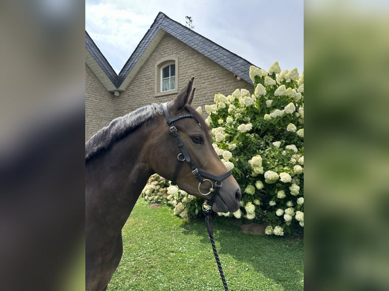 Poni alemán Yegua 4 años 138 cm Buckskin/Bayo in Düsseldorf