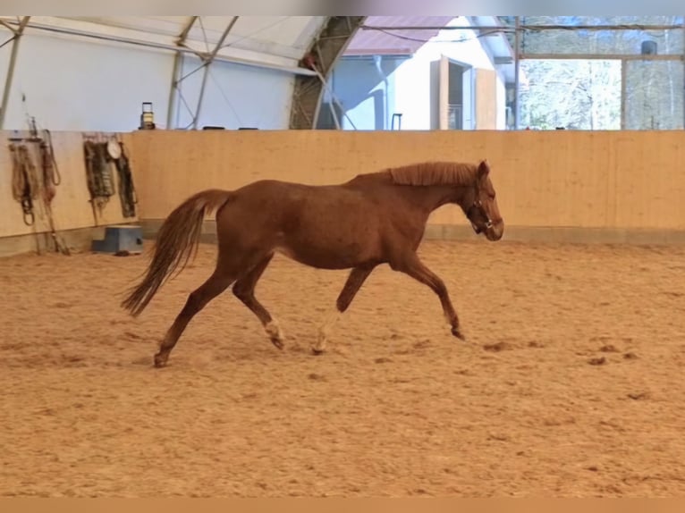 Poni alemán Yegua 4 años 140 cm Alazán in Harsdorf
