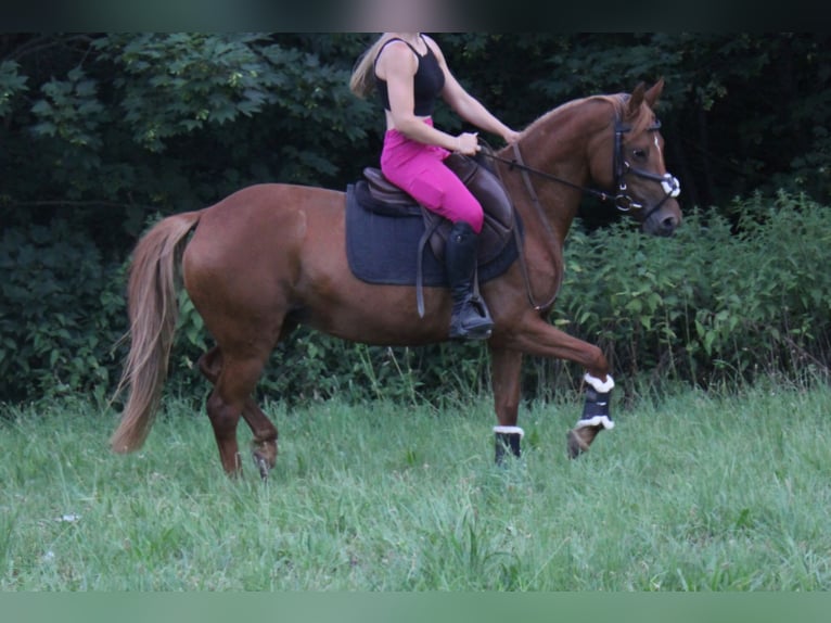 Poni alemán Yegua 4 años 140 cm Alazán in Schongau