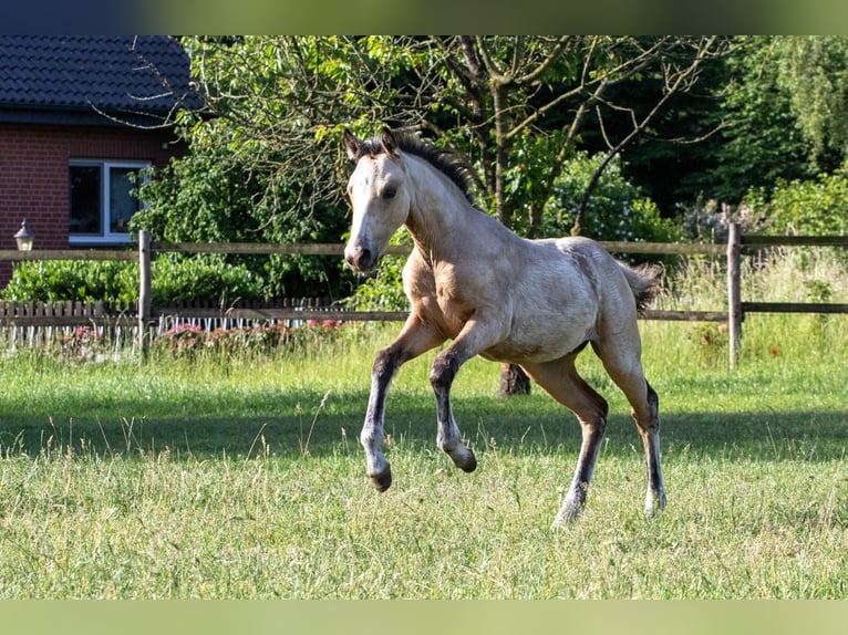 Poni alemán Yegua 4 años 140 cm Bayo in Münster
