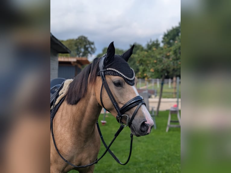 Poni alemán Yegua 4 años 140 cm Bayo in Münster