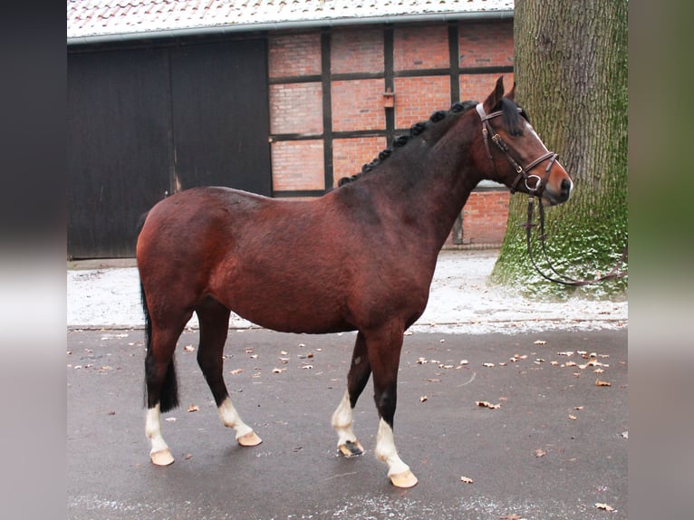 Poni alemán Yegua 4 años 140 cm Castaño in Warendorf