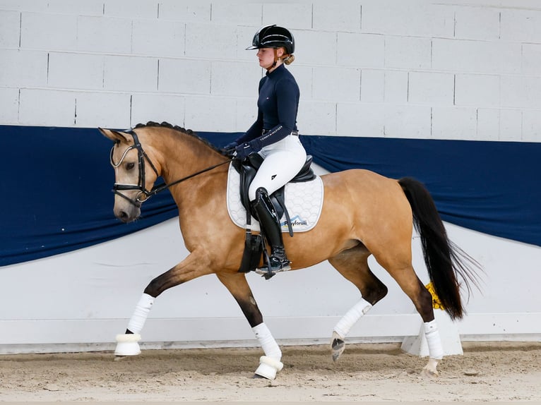Poni alemán Yegua 4 años 142 cm Bayo in Marsberg