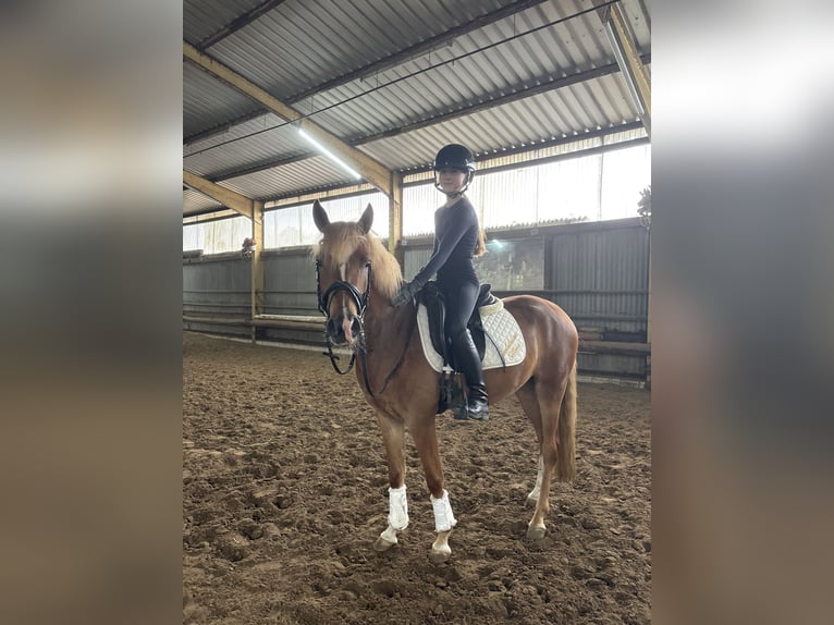 Poni alemán Yegua 4 años 143 cm Alazán in Emstek