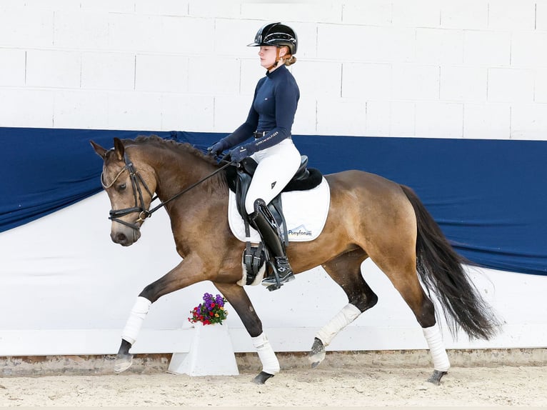 Poni alemán Yegua 4 años 144 cm Bayo in Marsberg